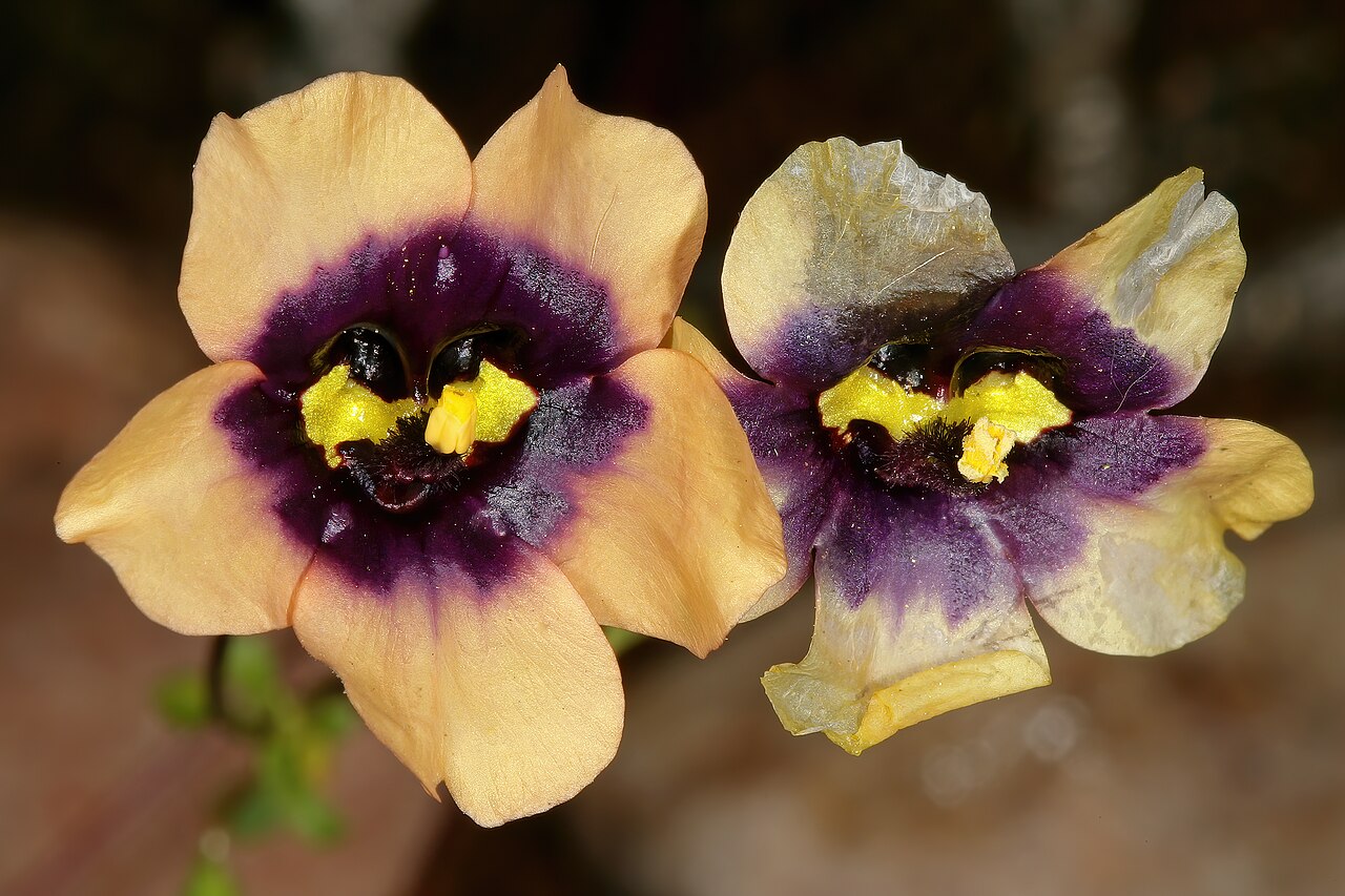 Diascia decipiens: Diascia decipiens , flowers; karroid vegetation, Grootkom Natural Heritage Site, Oudtshoorn, Little Karoo, Western Cape, South Africa