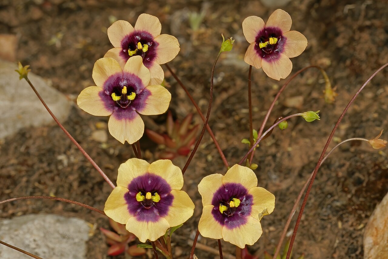 Diascia decipiens: Diascia decipiens , flowers; karroid vegetation, Grootkom Natural Heritage Site, Oudtshoorn, Little Karoo, Western Cape, South Africa