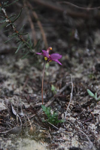 Diascia diffusa (Diascia diffusa)