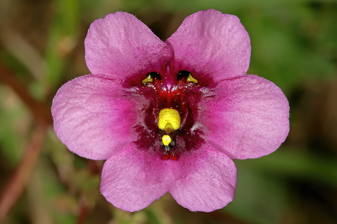 Diascia diffusa: Diascia diffusa , flower; Darling Renosterveld Reserve, Darling, Western Cape, South Africa