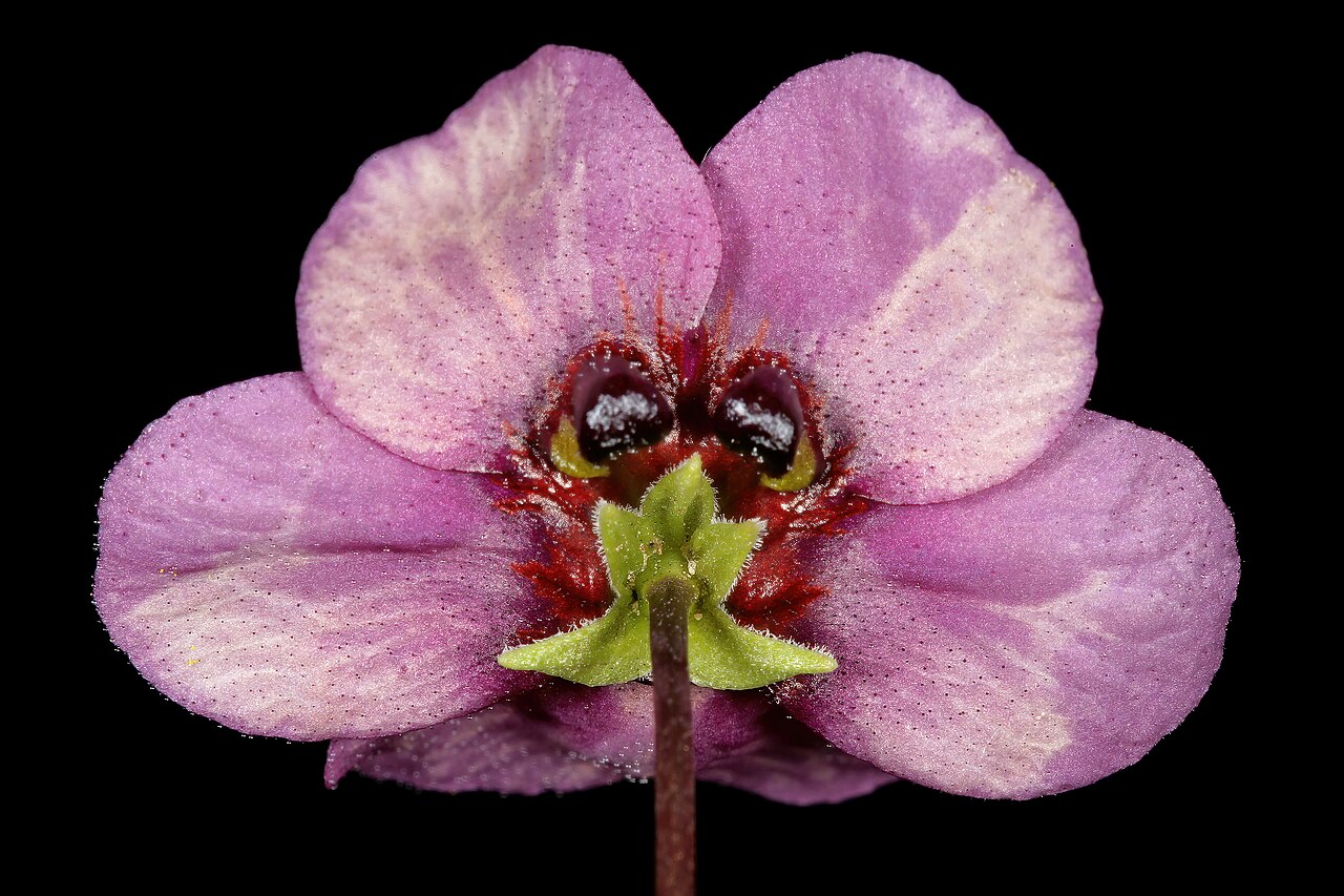 Diascia diffusa: Diascia diffusa , flower, viewed from behind; Darling Renosterveld Reserve, Darling, Western Cape, South Africa