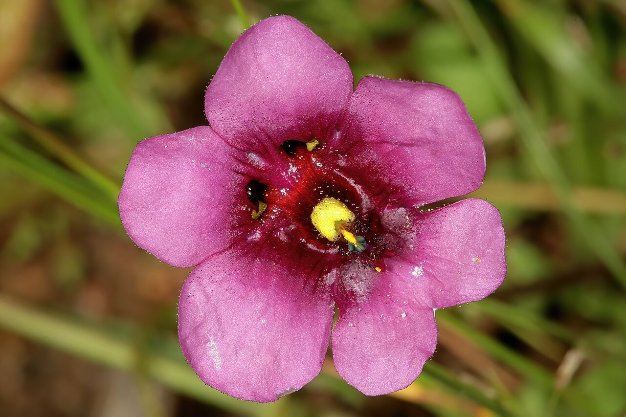 Diascia diffusa: Diascia diffusa , flower; Darling Renosterveld Reserve, Darling, Western Cape, South Africa