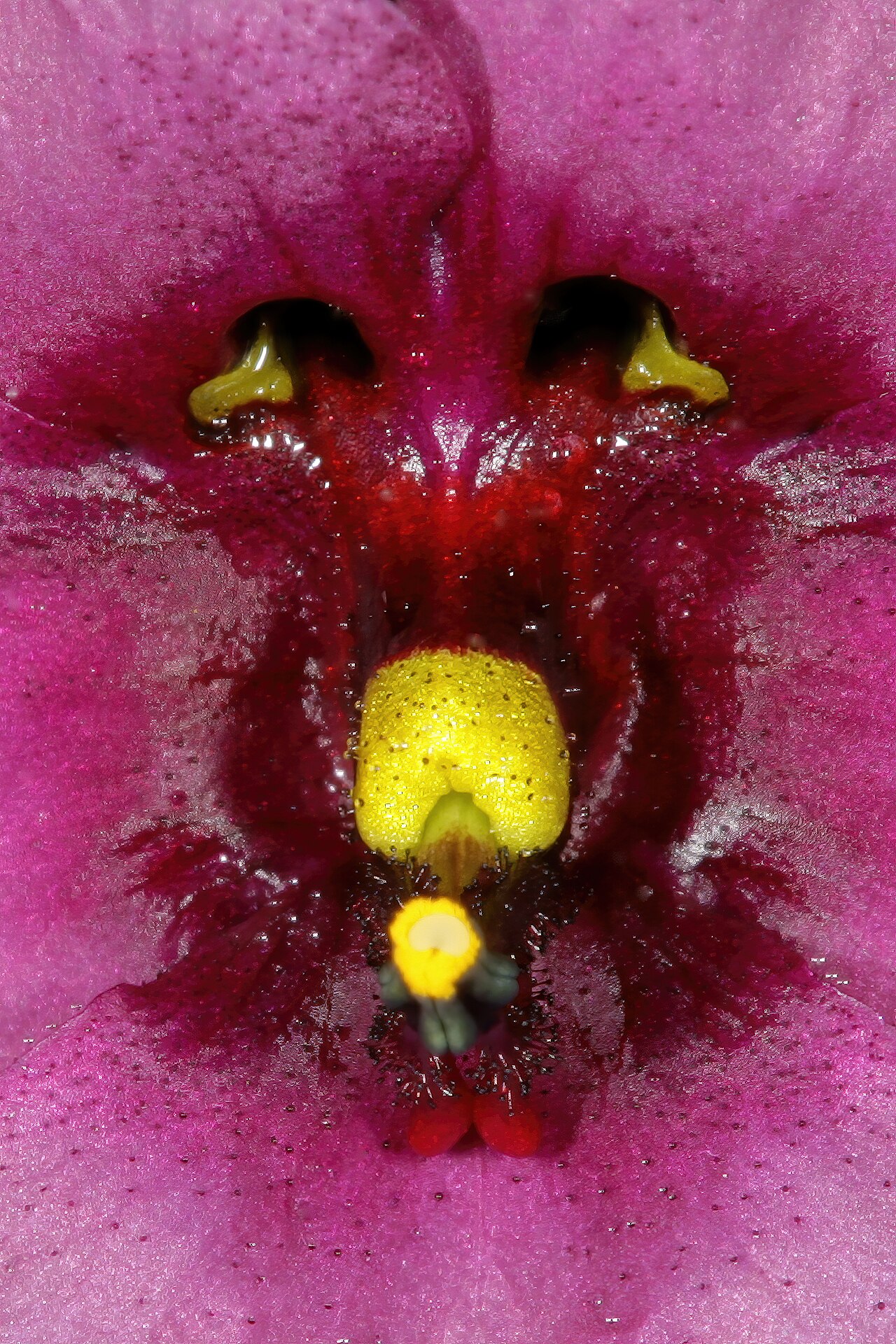 Diascia diffusa: Diascia diffusa , detail of flower centre; Darling Renosterveld Reserve, Darling, Western Cape, South Africa
