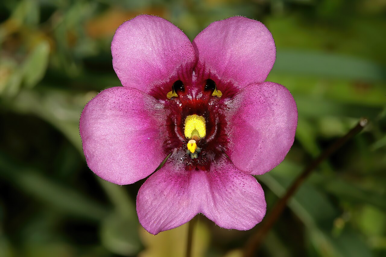 Diascia diffusa: Diascia diffusa , flower; Darling Renosterveld Reserve, Darling, Western Cape, South Africa