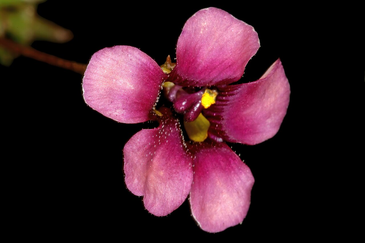 Diascia elongata: Diascia elongata , flower; in Renosterveld, between Tulbagh and Wolseley, Western Cape, South Africa