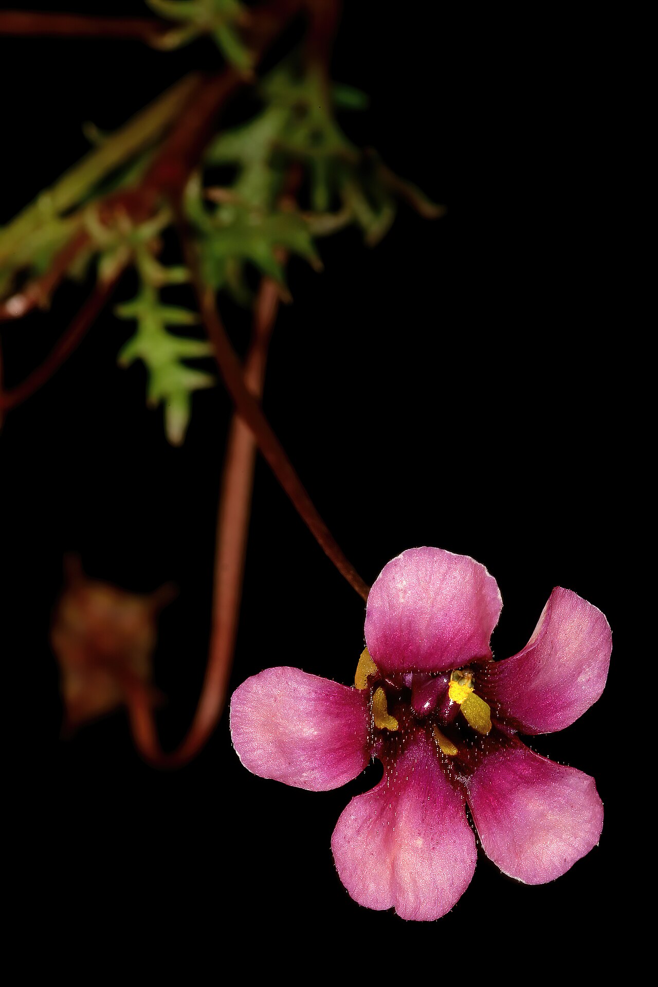 Diascia elongata: Diascia elongata , flower; in Renosterveld, between Tulbagh and Wolseley, Western Cape, South Africa