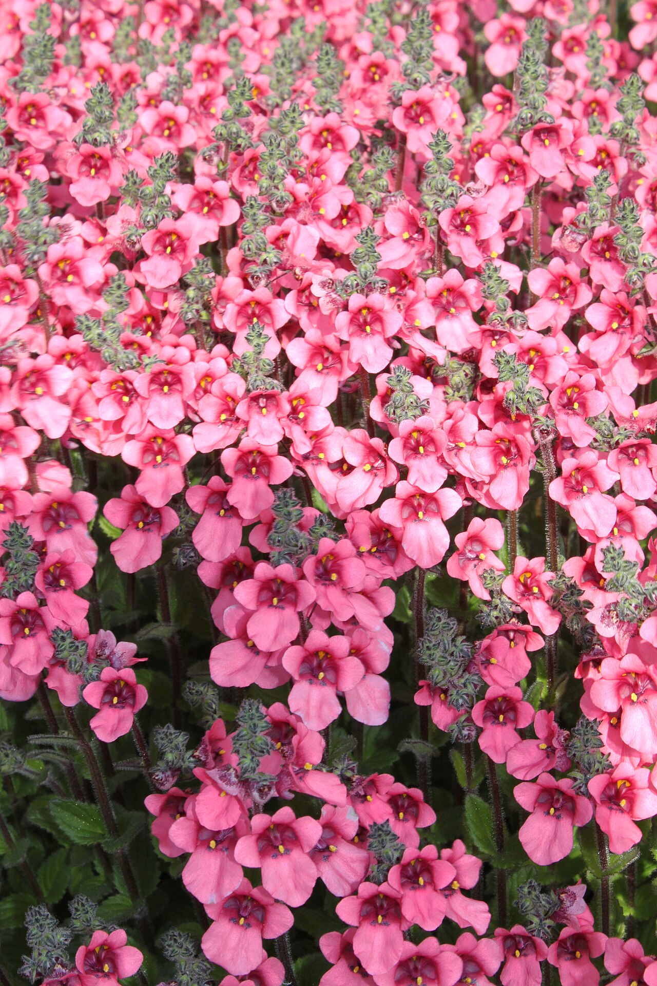 Diascia fetcaniensis: Along the Broad Walk, National Botanic Garden of Wales