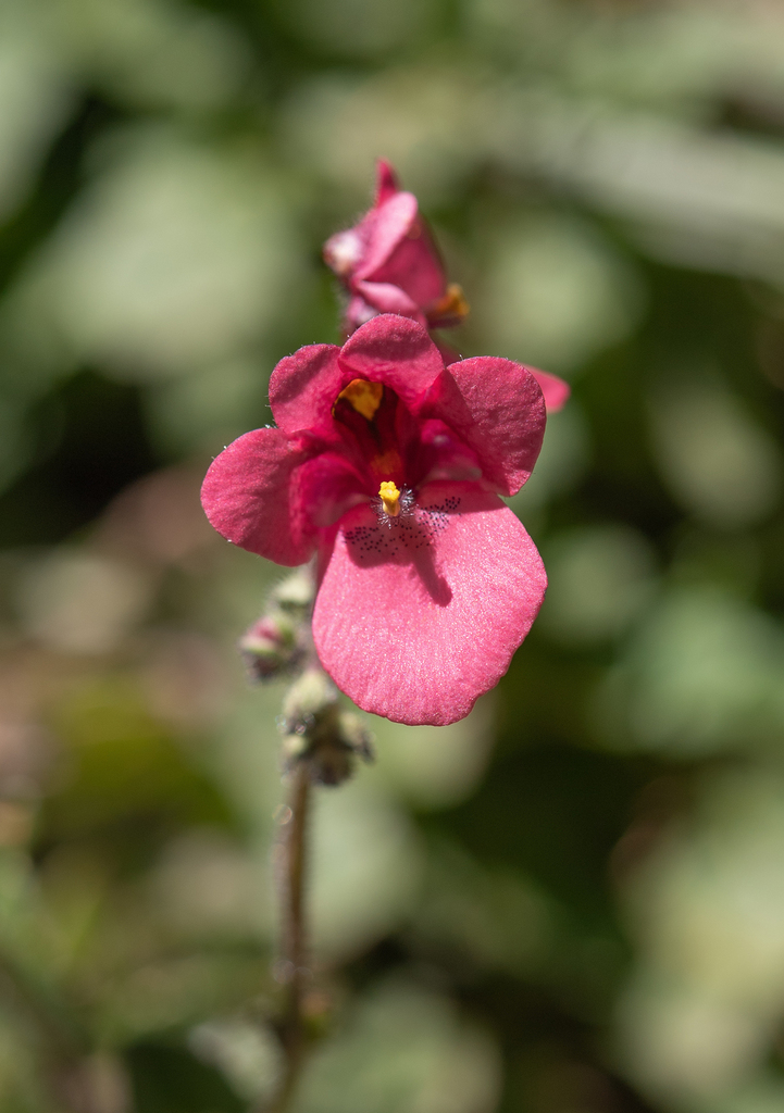Diascia fetcaniensis (Diascia fetcaniensis)
