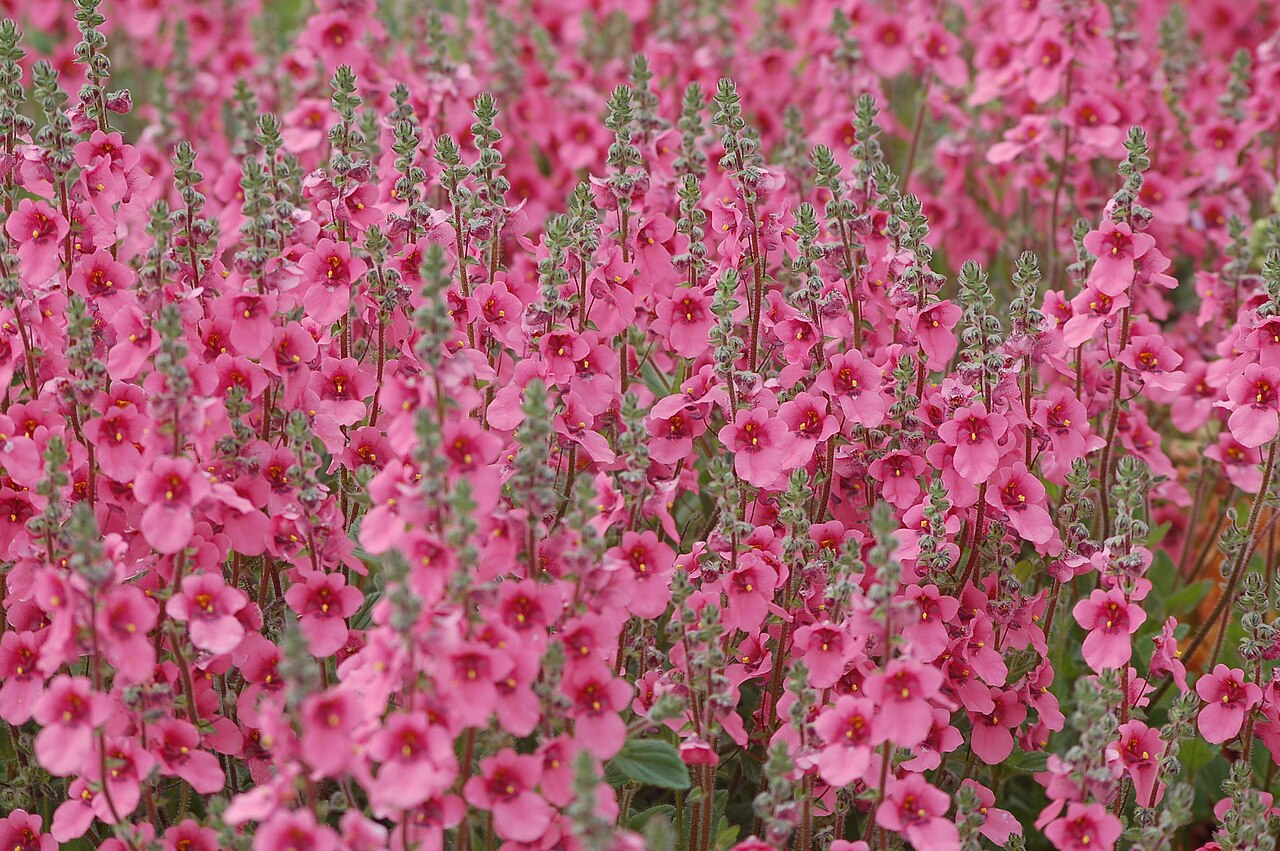 Diascia fetcaniensis: Daydream Diascia Fetcaniensis @ National Botanic Garden Of Wales