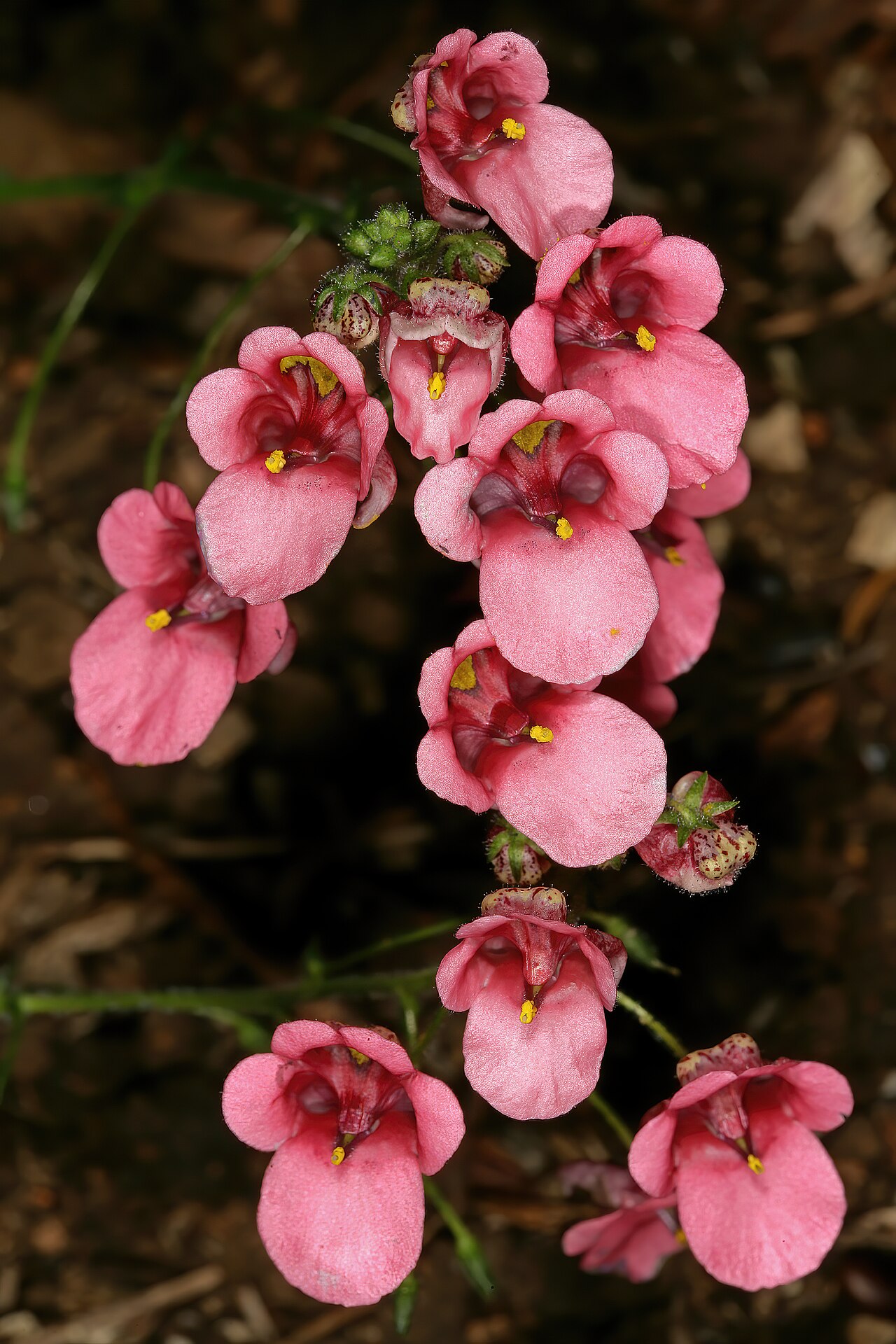 Diascia mollis: Diascia mollis , flowers; Kirstenbosch National Botanical Garden, Cape Town, Western Cape, South Africa