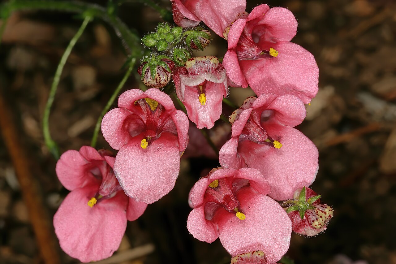 Diascia mollis: Diascia mollis , flowers; Kirstenbosch National Botanical Garden, Cape Town, Western Cape, South Africa