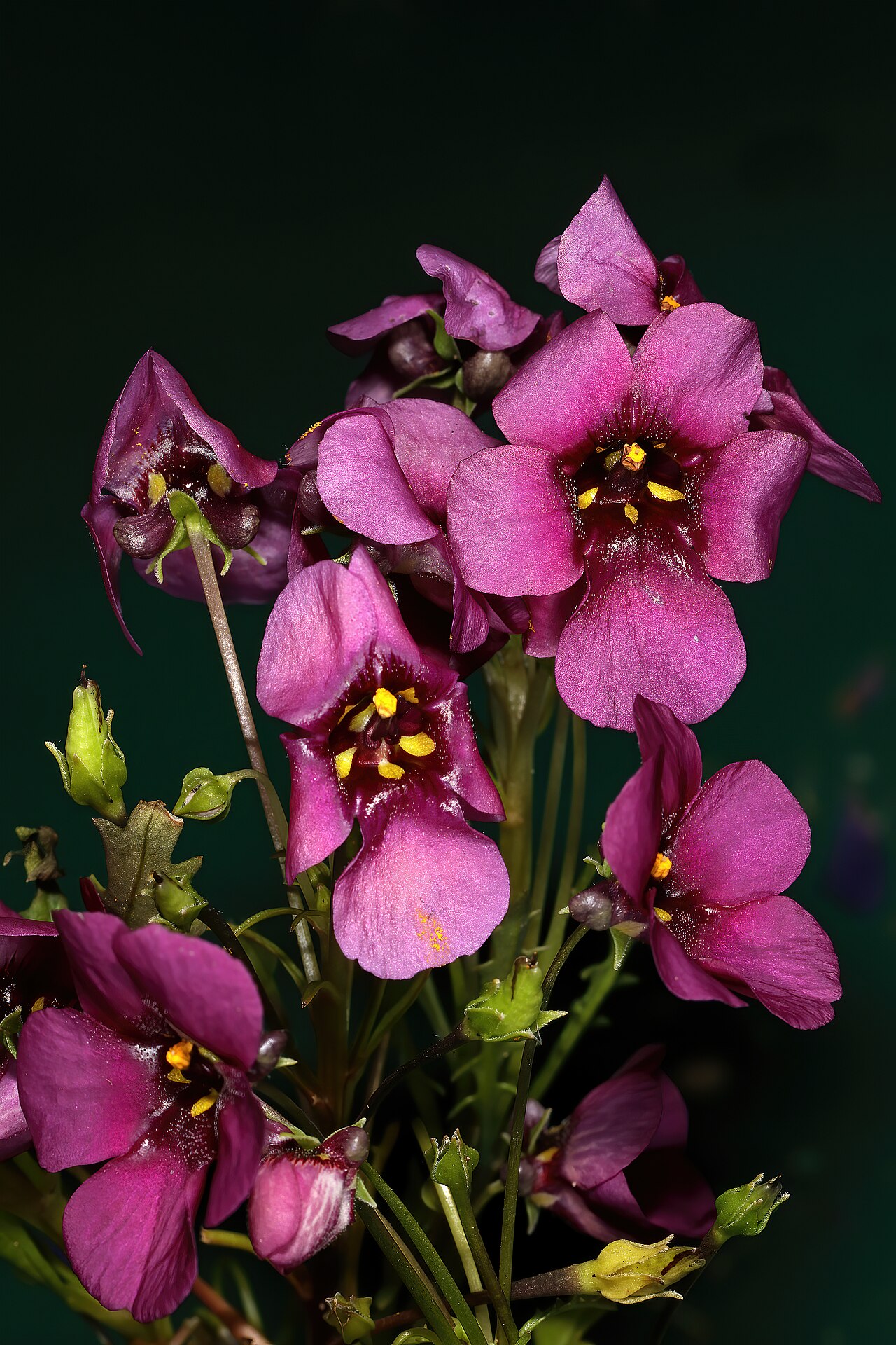 Diascia pachyceras: Diascia pachyceras , flowers; Clanwilliam Wild Flower Show, Clanwilliam, Western Cape, South Africa