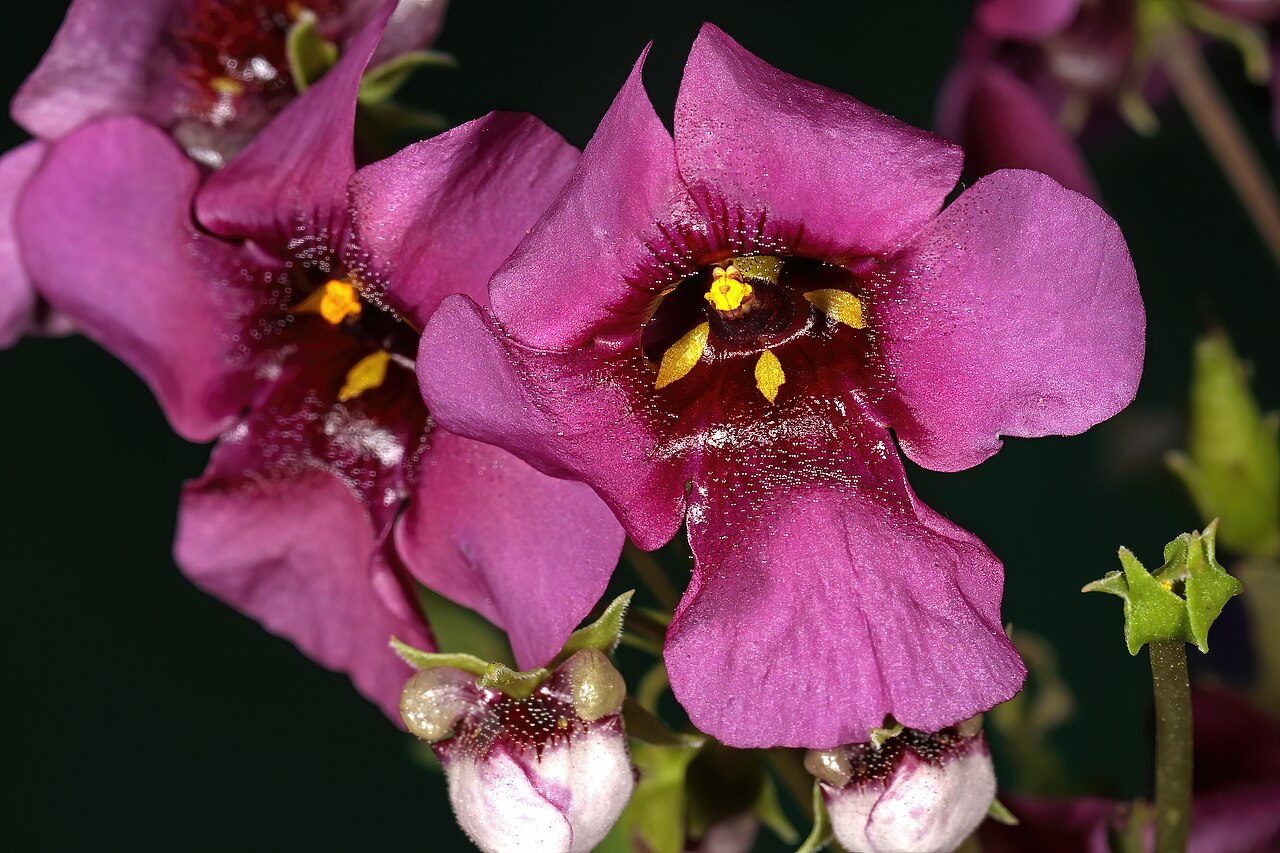 Diascia pachyceras: Diascia pachyceras , flowers; Clanwilliam Wild Flower Show, Clanwilliam, Western Cape, South Africa