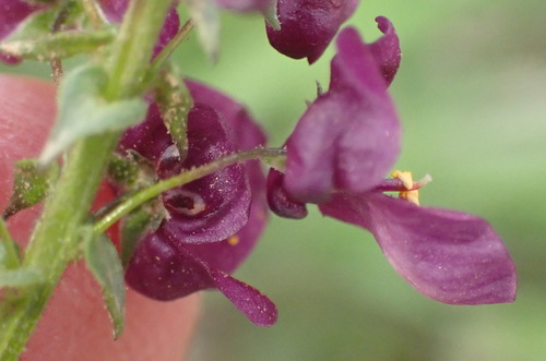 Diascia parviflora (Diascia parviflora)
