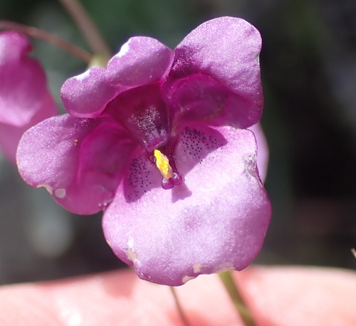 Diascia parviflora (Diascia parviflora)