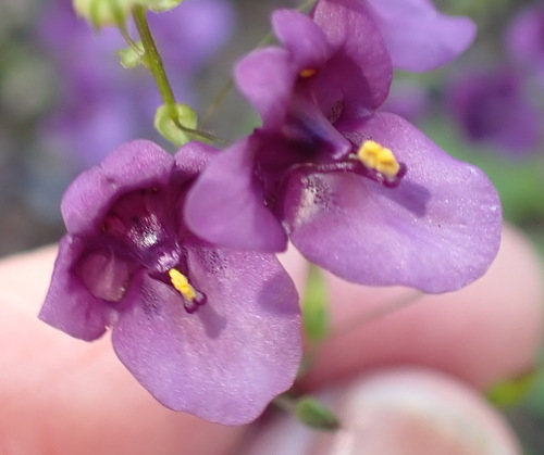 Diascia parviflora (Diascia parviflora)