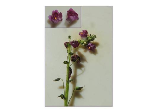 Diascia parviflora (Diascia parviflora)