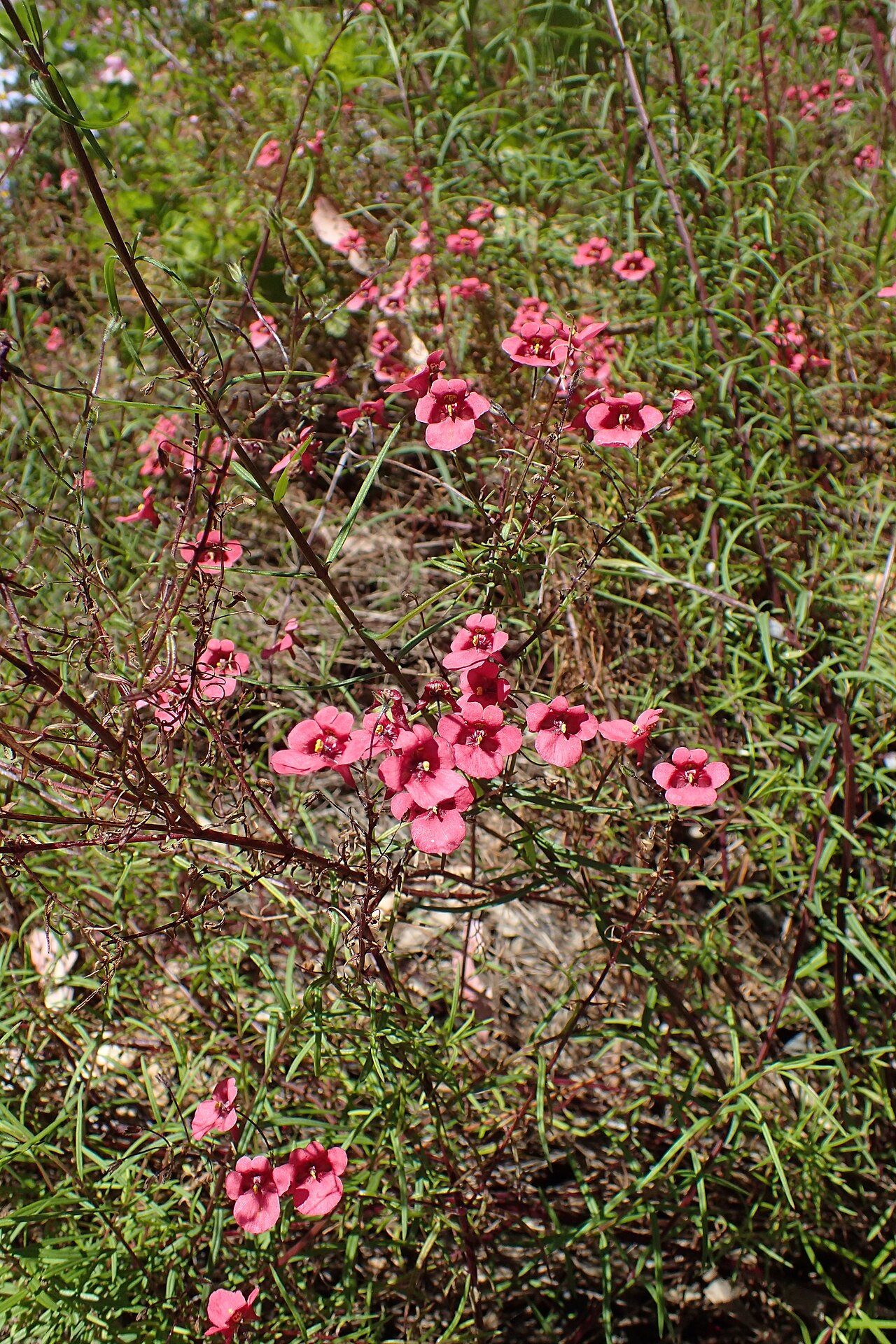 Diascia patens: Diascia patens in Dunedin Botanic Garden