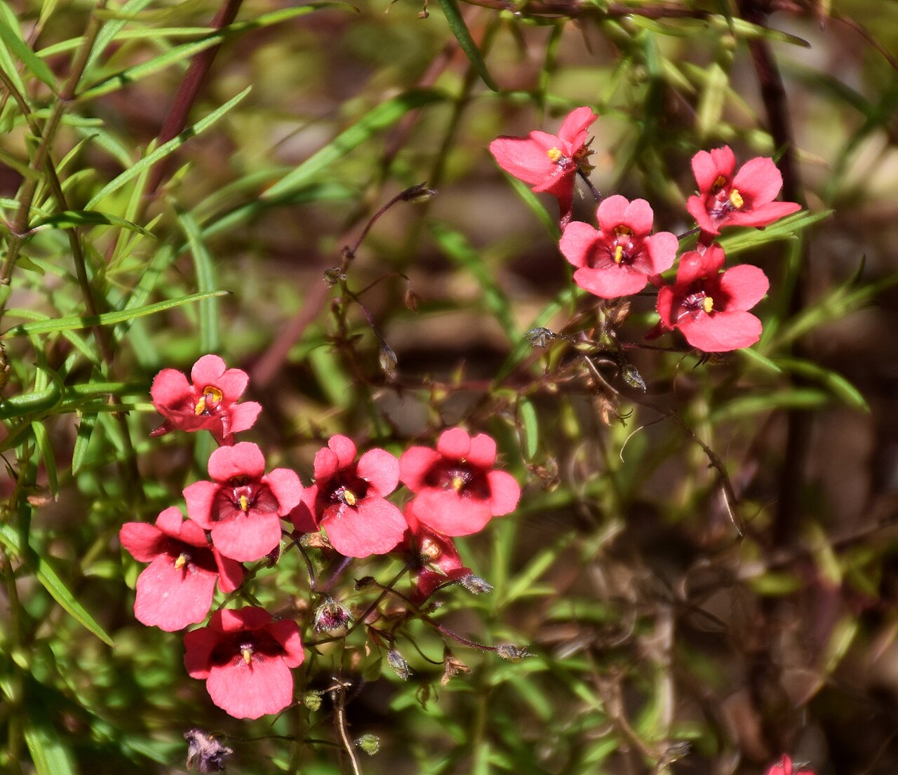 Diascia patens: Diascia patens in Dunedin Botanic Garden, Dunedin, New Zealand