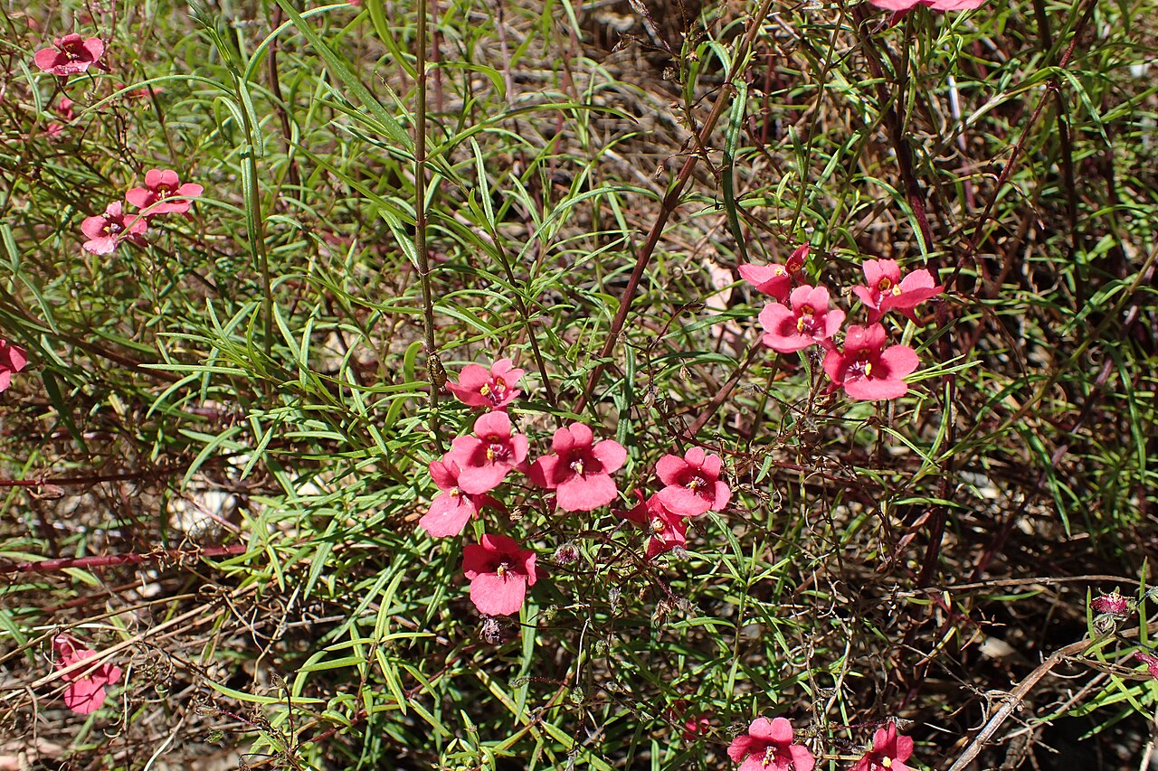 Diascia patens: Diascia patens in Dunedin Botanic Garden