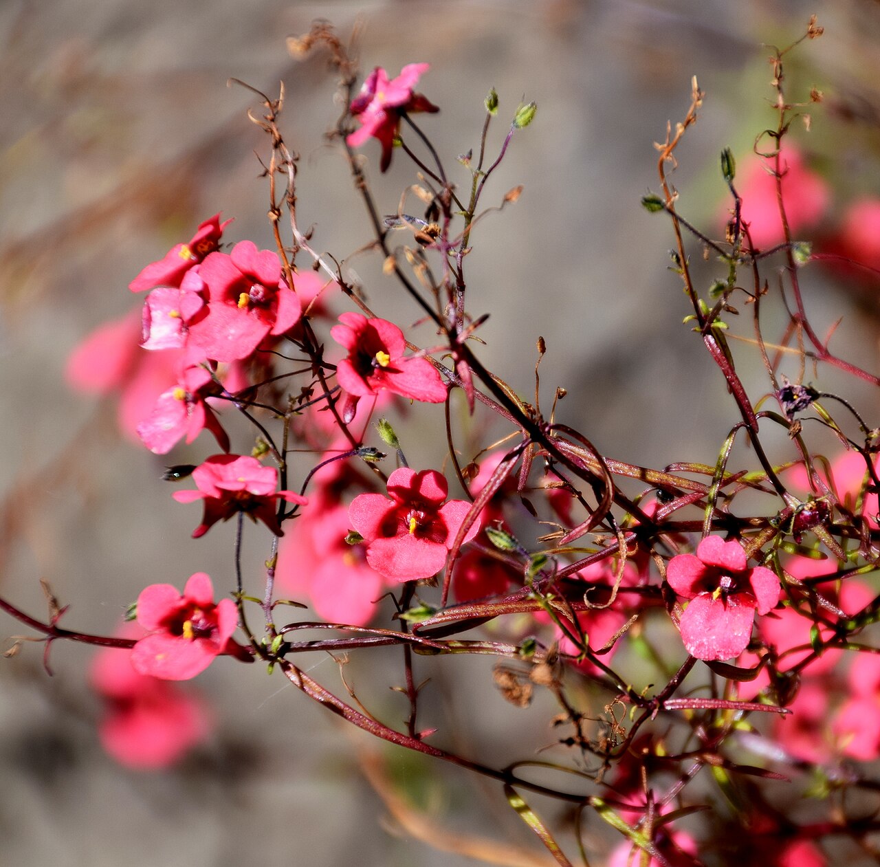 Diascia patens: Diascia patens in Dunedin Botanic Garden, Dunedin, New Zealand