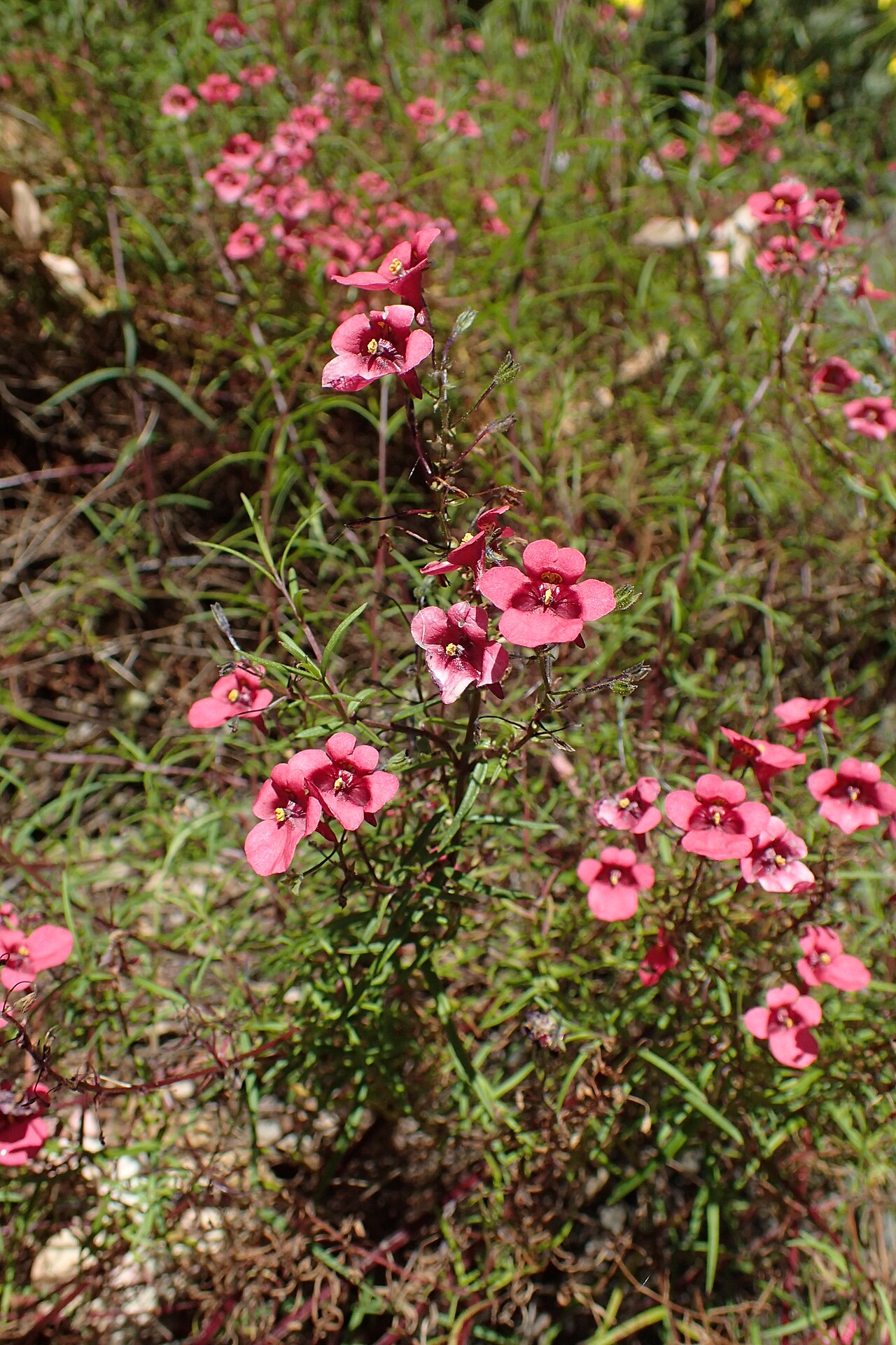 Diascia patens: Diascia patens in Dunedin Botanic Garden