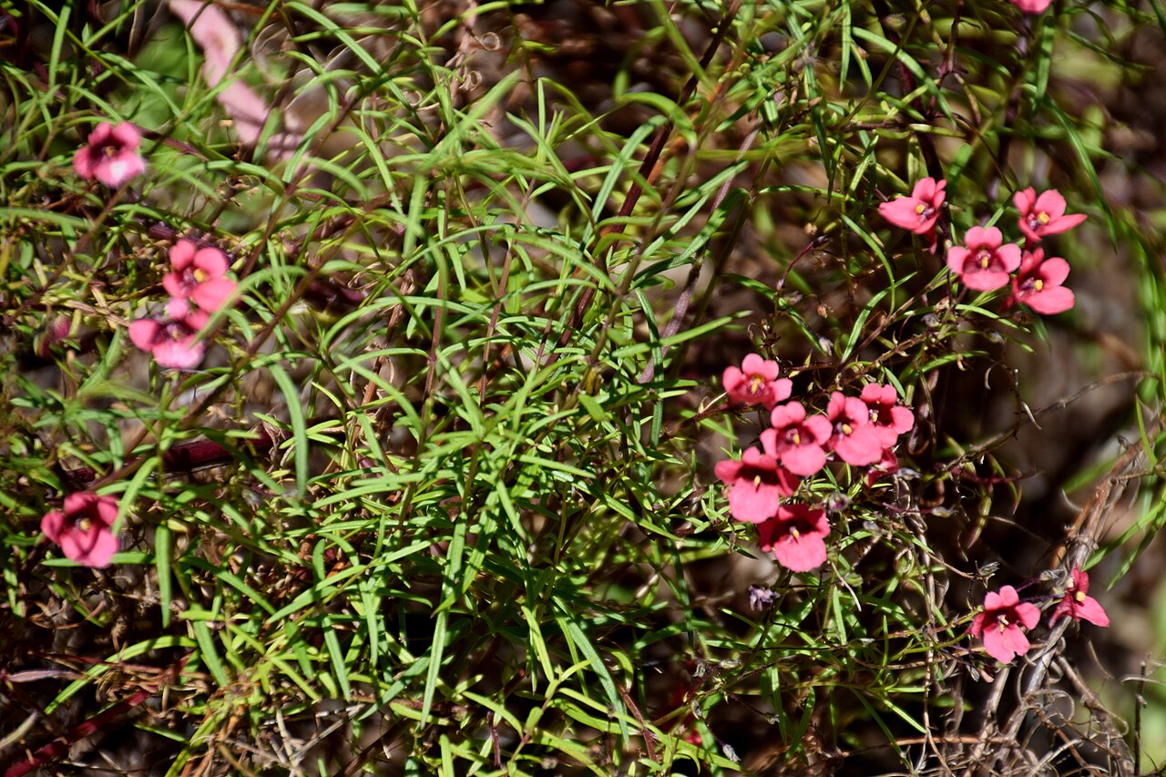 Diascia patens: Diascia patens in Dunedin Botanic Garden, Dunedin, New Zealand