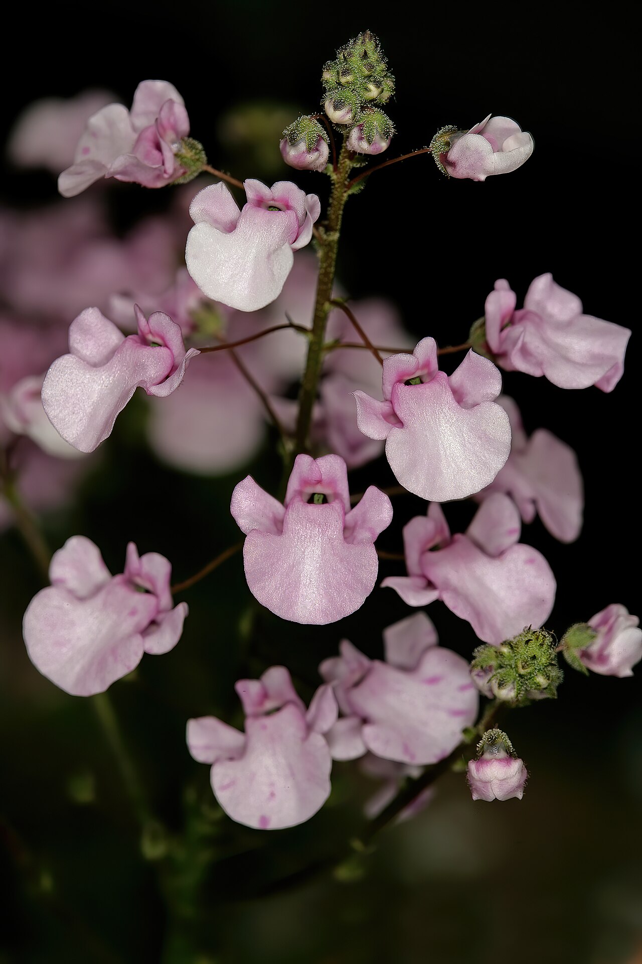 Diascia personata: Diascia personata , flowers; Kirstenbosch National Botanical Garden, Cape Town, Western Cape, South Africa