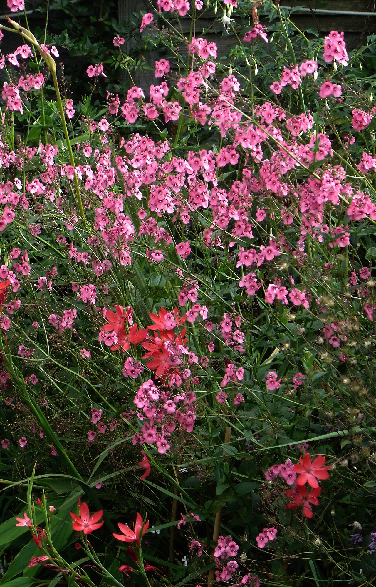 Diascia personata: Diascia personata still going and now combined with Schizostylis. People love plants that go on and on flowering and are always asking for them but there is, fr