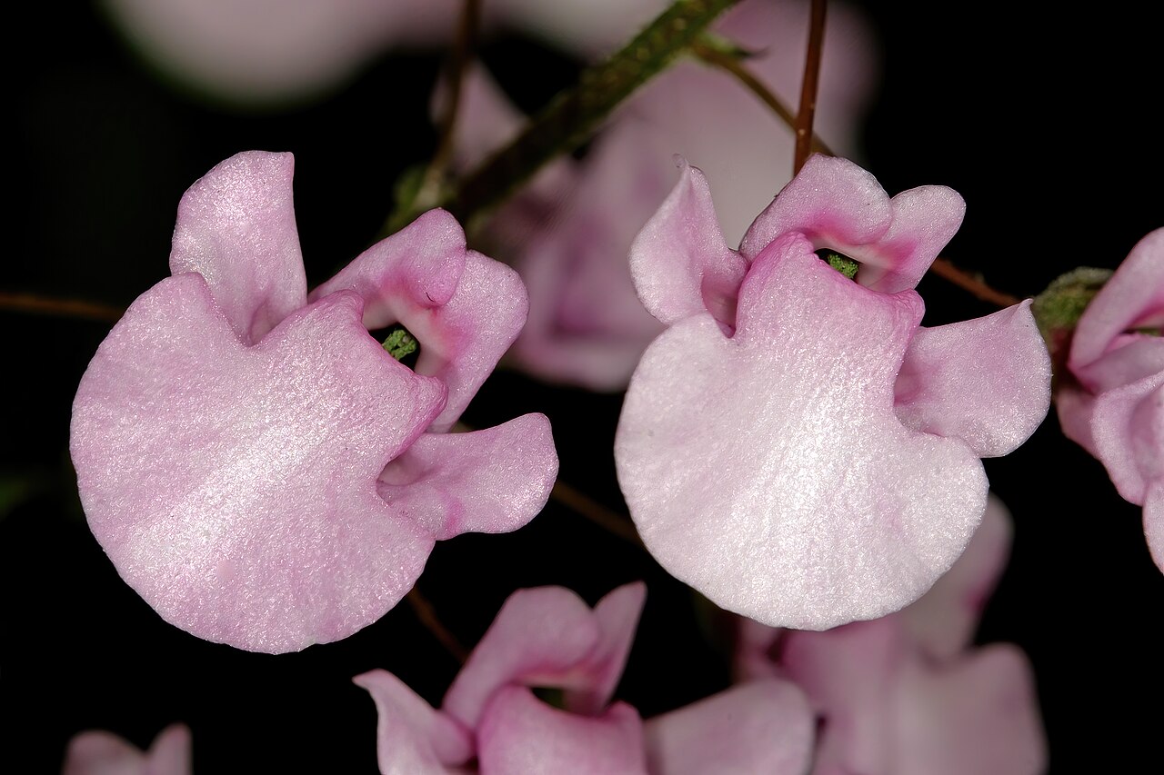 Diascia personata: Diascia personata , flowers; Kirstenbosch National Botanical Garden, Cape Town, Western Cape, South Africa