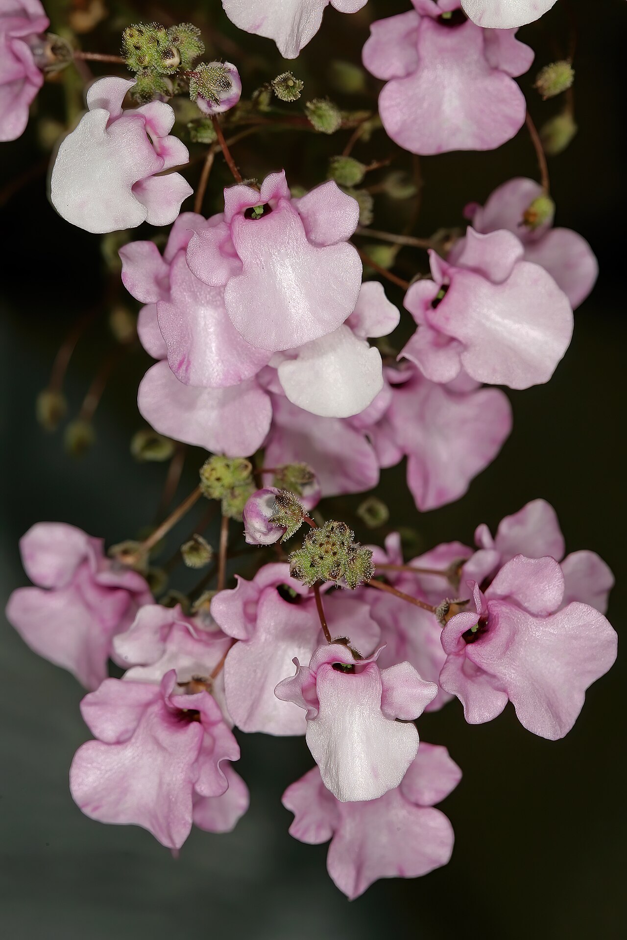 Diascia personata: Diascia personata , flowers; Kirstenbosch National Botanical Garden, Cape Town, Western Cape, South Africa