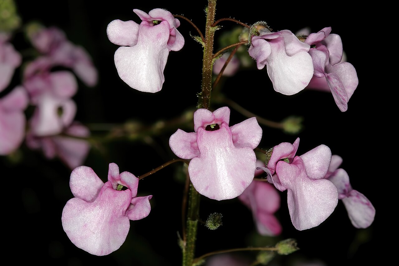 Diascia personata: Diascia personata , flowers; Kirstenbosch National Botanical Garden, Cape Town, Western Cape, South Africa
