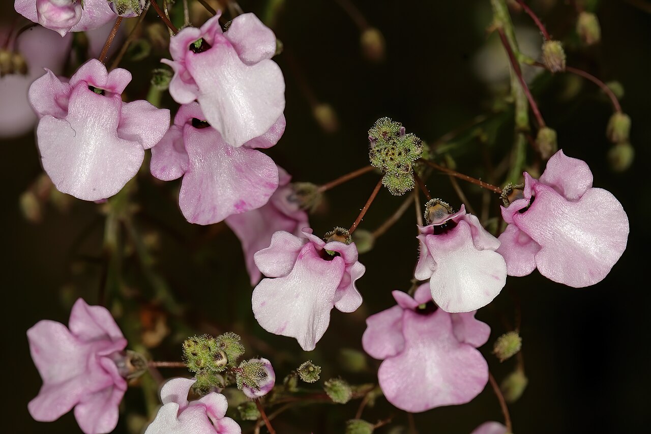 Diascia personata: Diascia personata , flowers; Kirstenbosch National Botanical Garden, Cape Town, Western Cape, South Africa