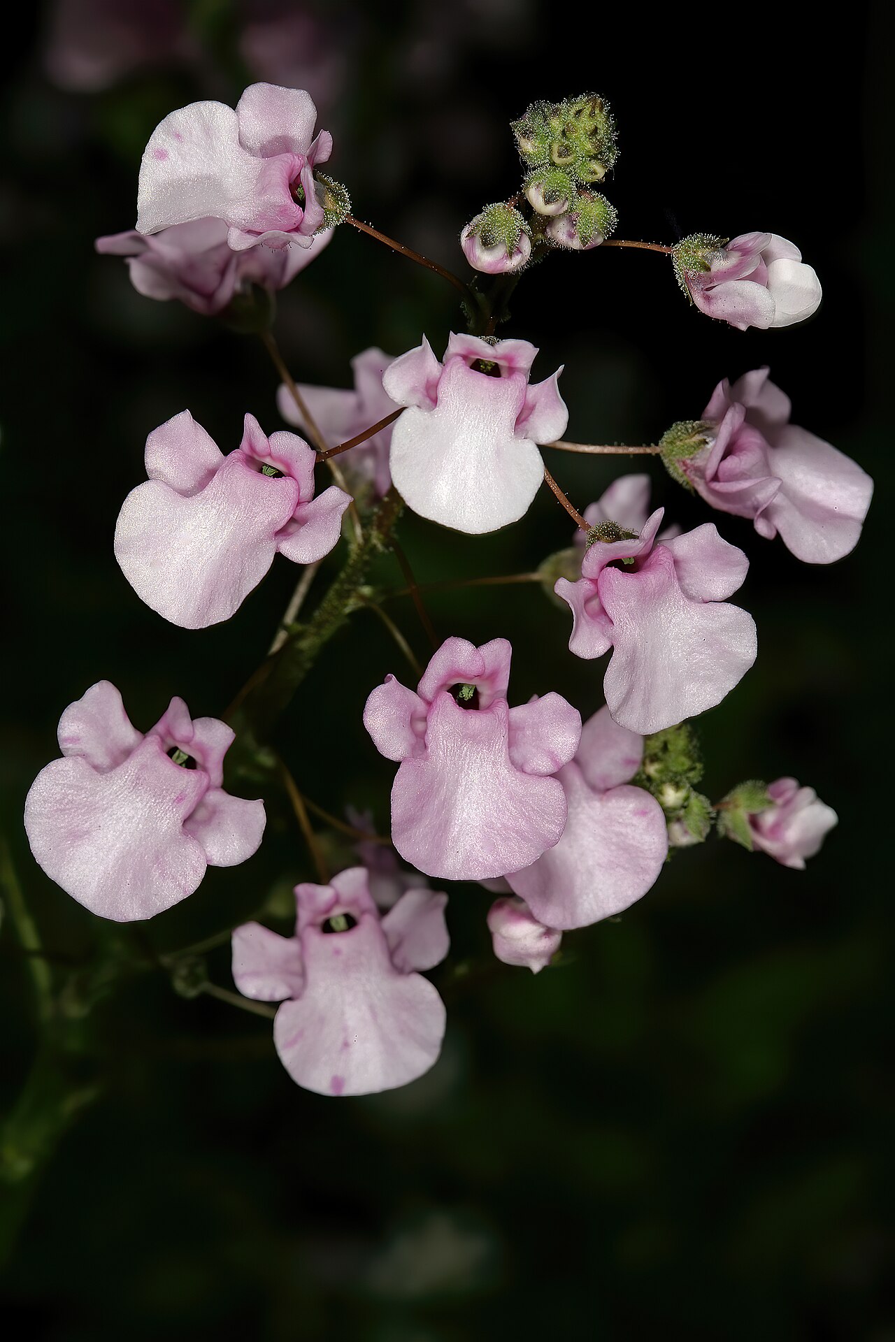 Diascia personata: Diascia personata , flowers; Kirstenbosch National Botanical Garden, Cape Town, Western Cape, South Africa