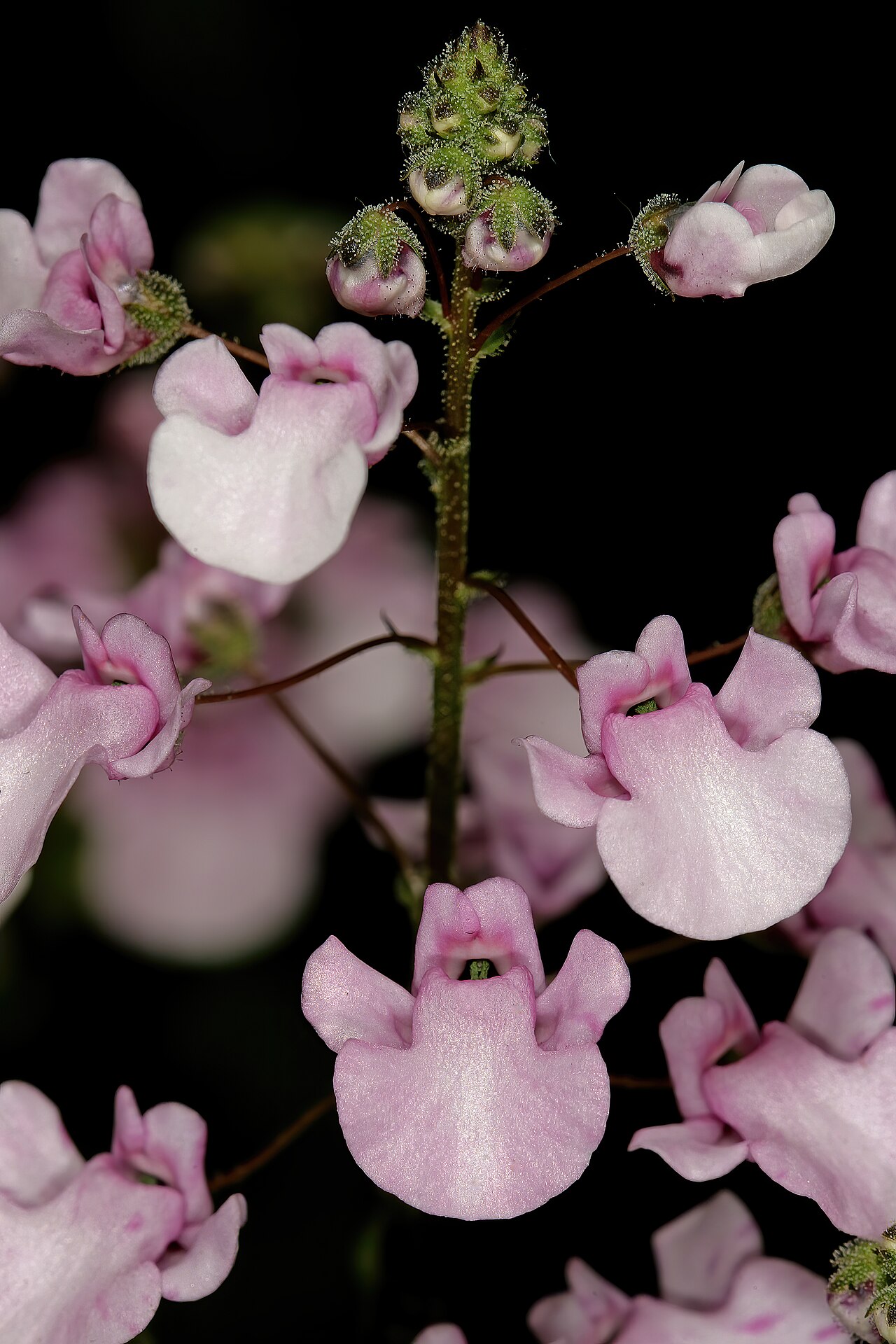 Diascia personata: Diascia personata , flowers; Kirstenbosch National Botanical Garden, Cape Town, Western Cape, South Africa