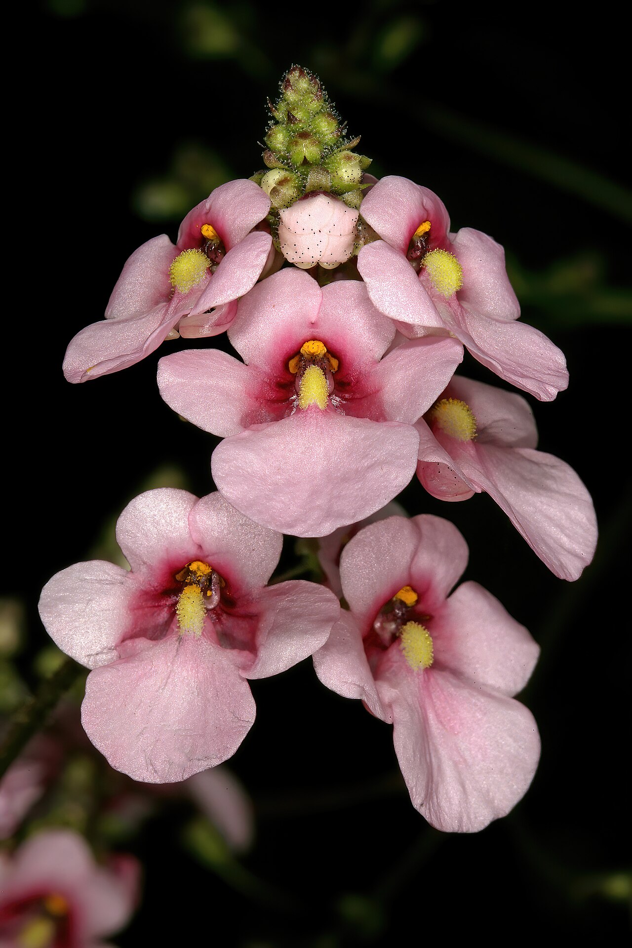 Diascia rigescens: Diascia rigescens , flowers; Pretoria National Botanical Garden, Pretoria, Gauteng, South Africa
