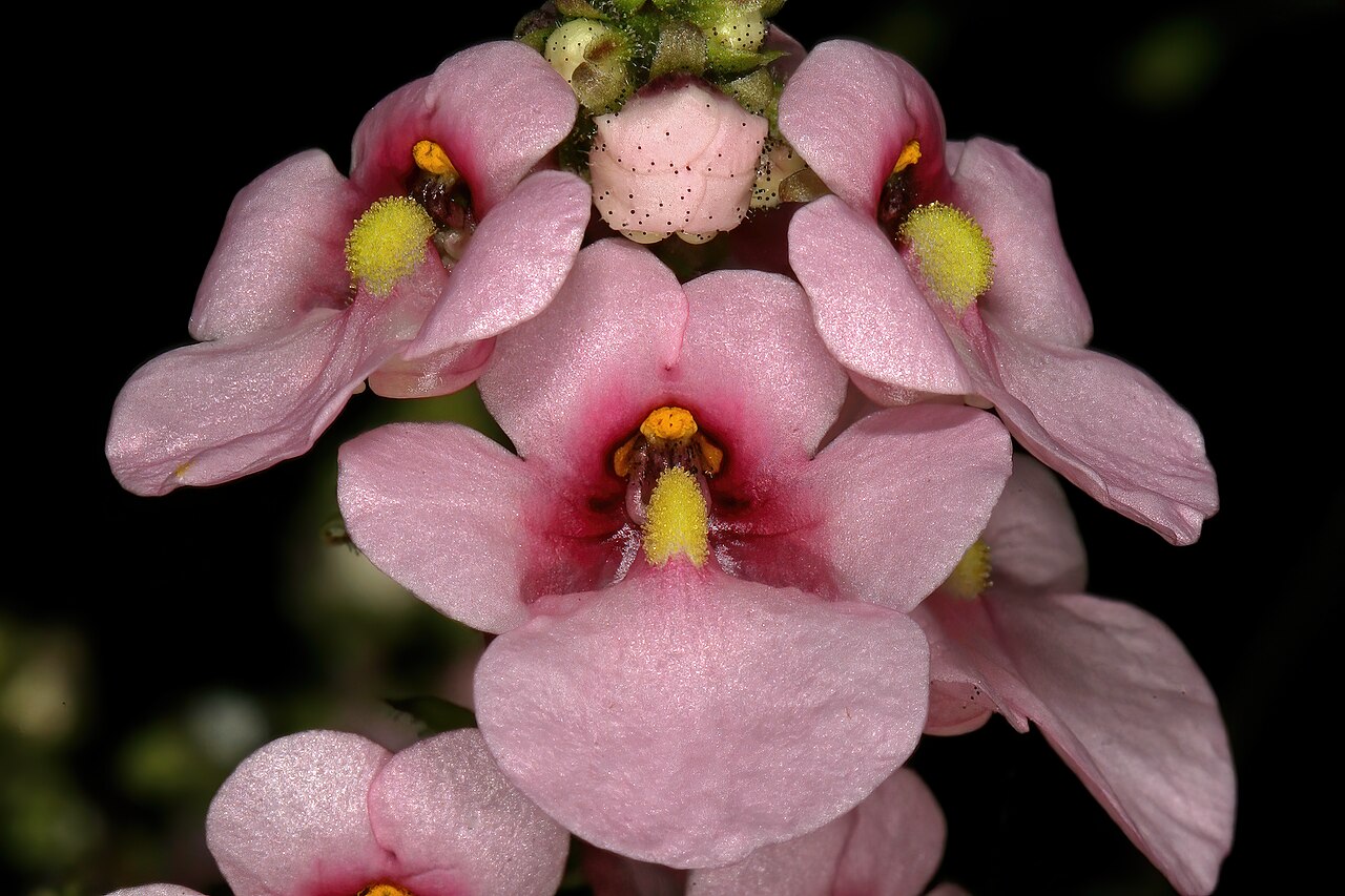 Diascia rigescens: Diascia rigescens , flowers; Pretoria National Botanical Garden, Pretoria, Gauteng, South Africa