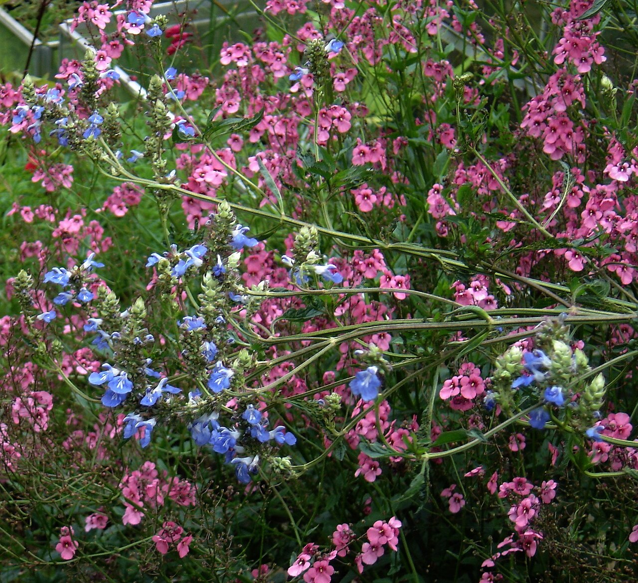 Diascia rigescens: The Diascia still doing it's thing in September now combines with the Salvia which has fallen over on top of it.