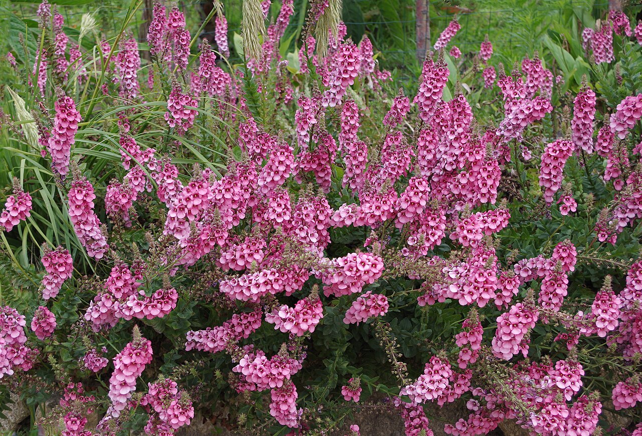 Diascia rigescens: Diascia rigescens in Roscoff garden. France.