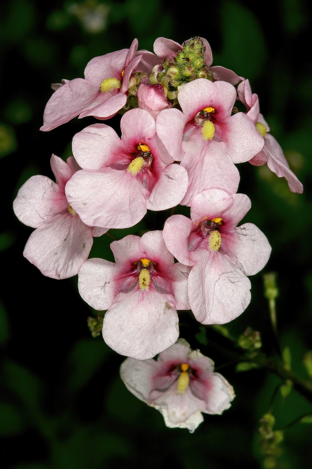 Diascia rigescens: Diascia rigescens , flowers; Pretoria National Botanical Garden, Pretoria, Gauteng, South Africa