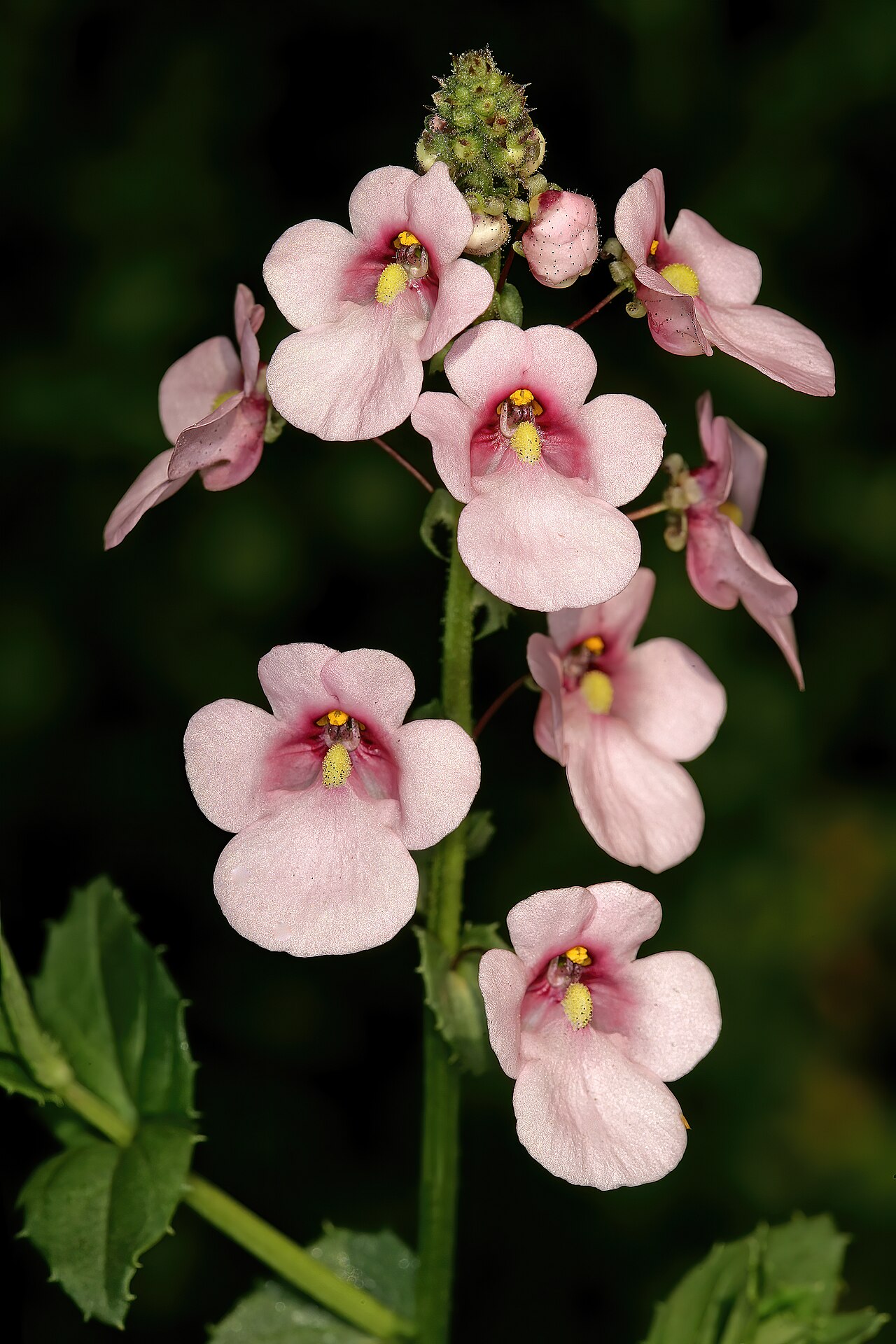 Diascia rigescens: Diascia rigescens , flowers; Pretoria National Botanical Garden, Pretoria, Gauteng, South Africa