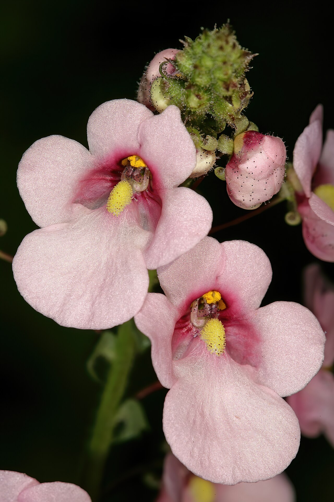 Diascia rigescens: Diascia rigescens , flowers; Pretoria National Botanical Garden, Pretoria, Gauteng, South Africa