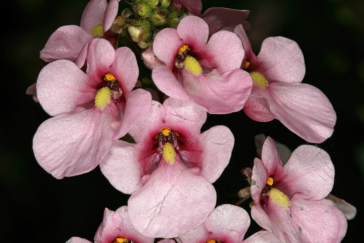 Diascia rigescens: Diascia rigescens , flowers; Pretoria National Botanical Garden, Pretoria, Gauteng, South Africa
