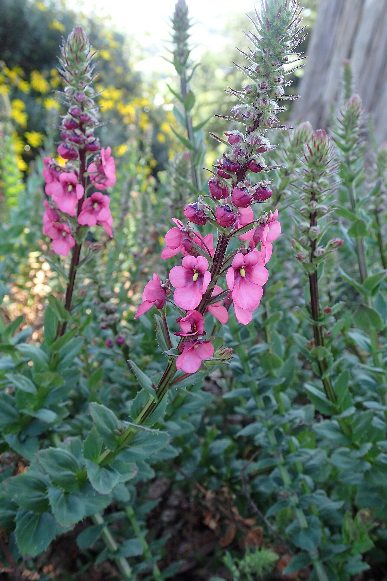 Diascia rigescens: Diascia rigescens in Dunedin Botanic Garden