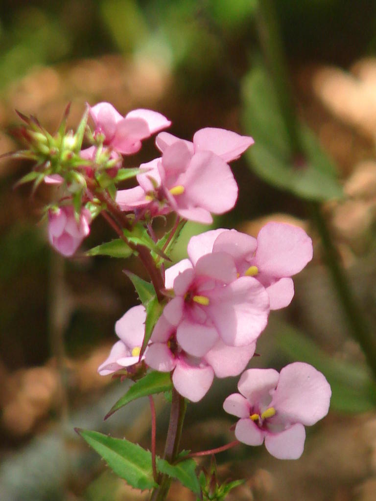 Diascia rigescens (Diascia rigescens)