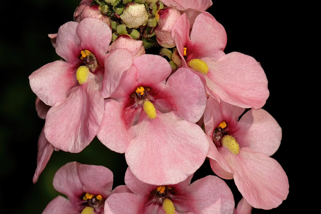 Diascia rigescens: Diascia rigescens , flowers; Pretoria National Botanical Garden, Pretoria, Gauteng, South Africa