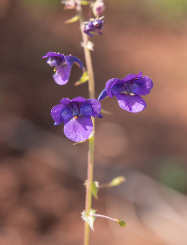 Diascia veronicoides (Diascia veronicoides)