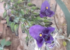 Diascia veronicoides (Diascia veronicoides)