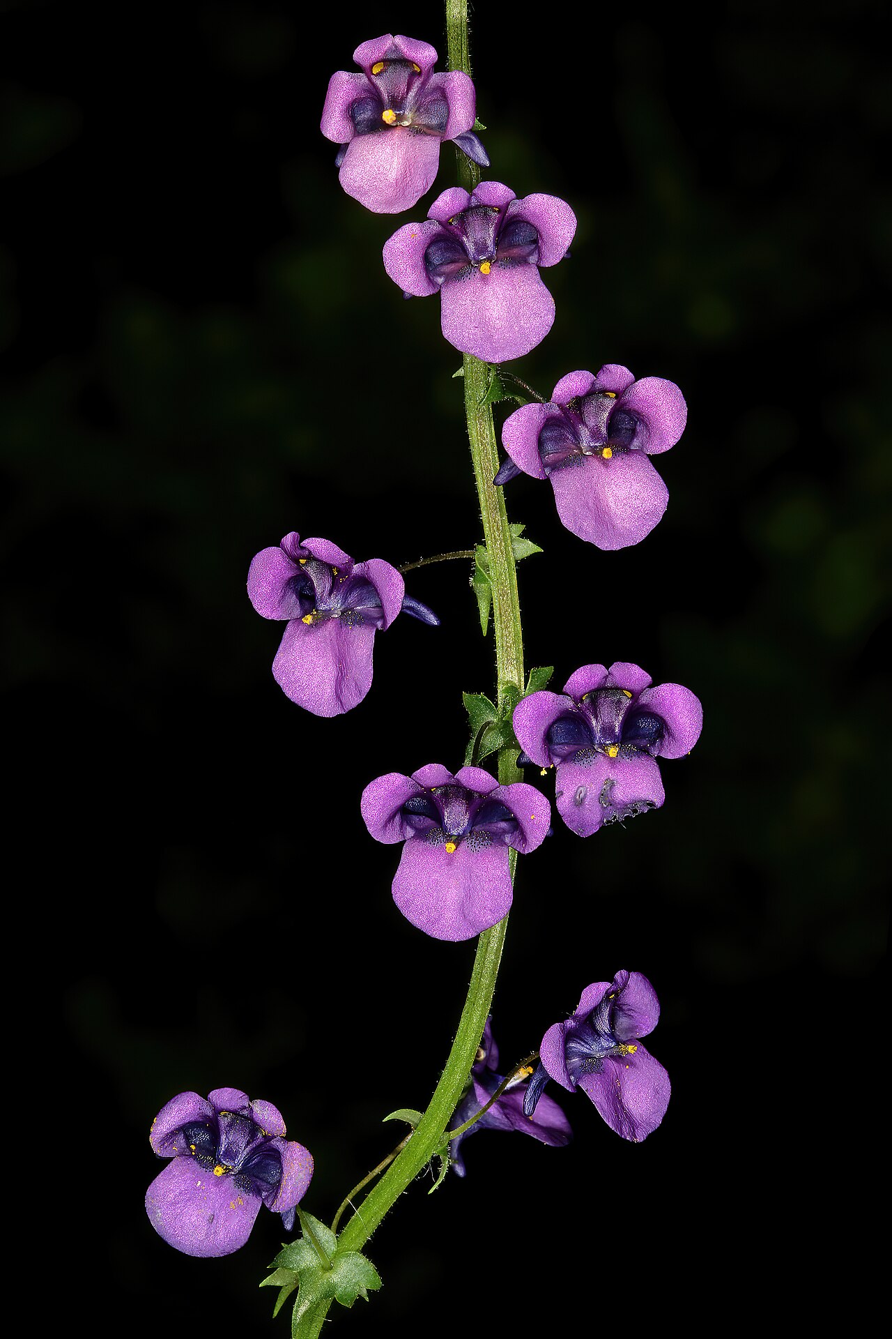 Diascia veronicoides: Diascia veronicoides , flowers; Nieuwoudtville Wild Flower Reserve, Nieuwoudtville, Northern Cape, South Africa
