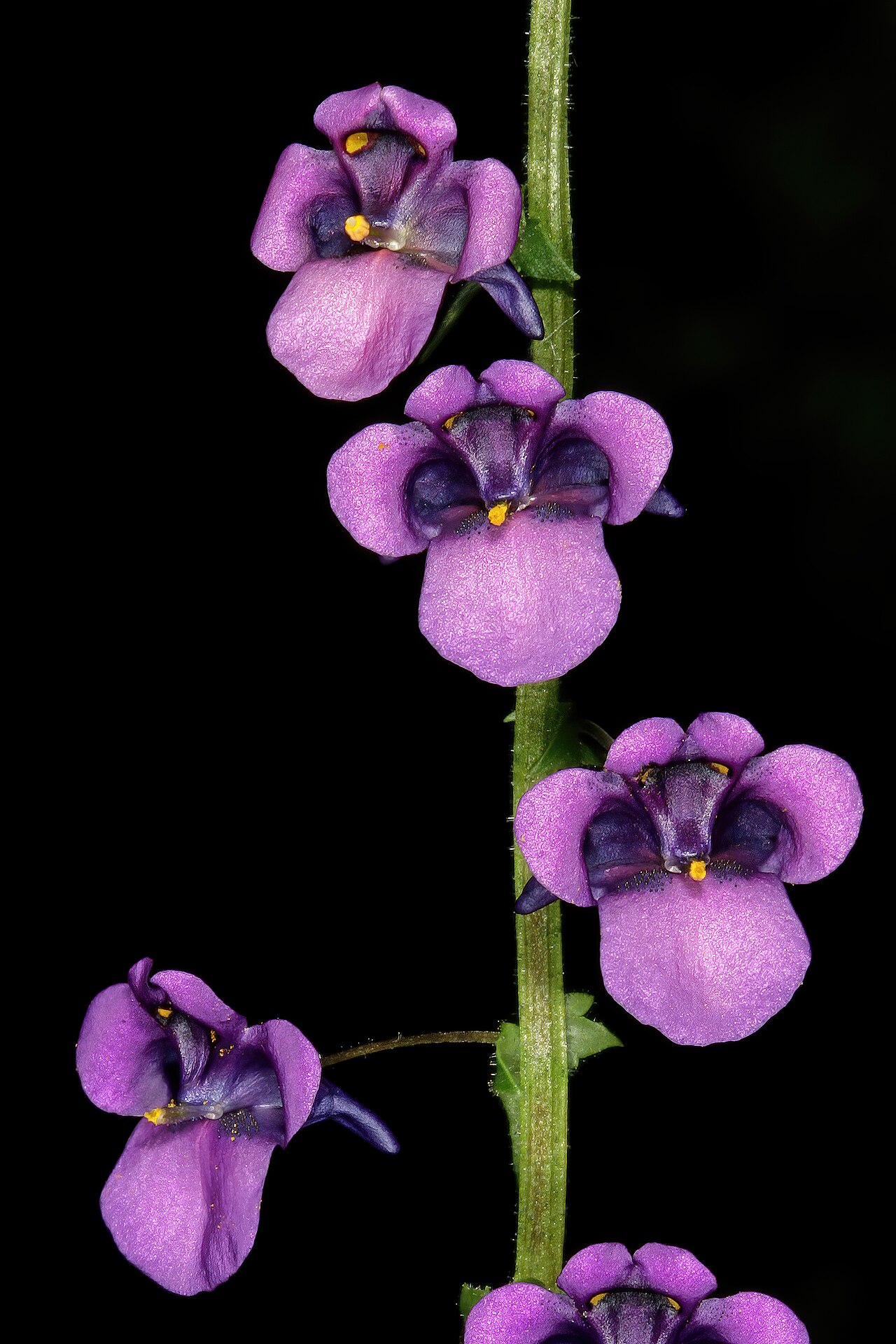 Diascia veronicoides: Diascia veronicoides , flowers; Nieuwoudtville Wild Flower Reserve, Nieuwoudtville, Northern Cape, South Africa